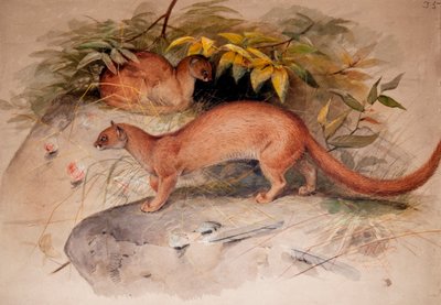 Eyra (Felis eyra), 1851 da Joseph Wolf